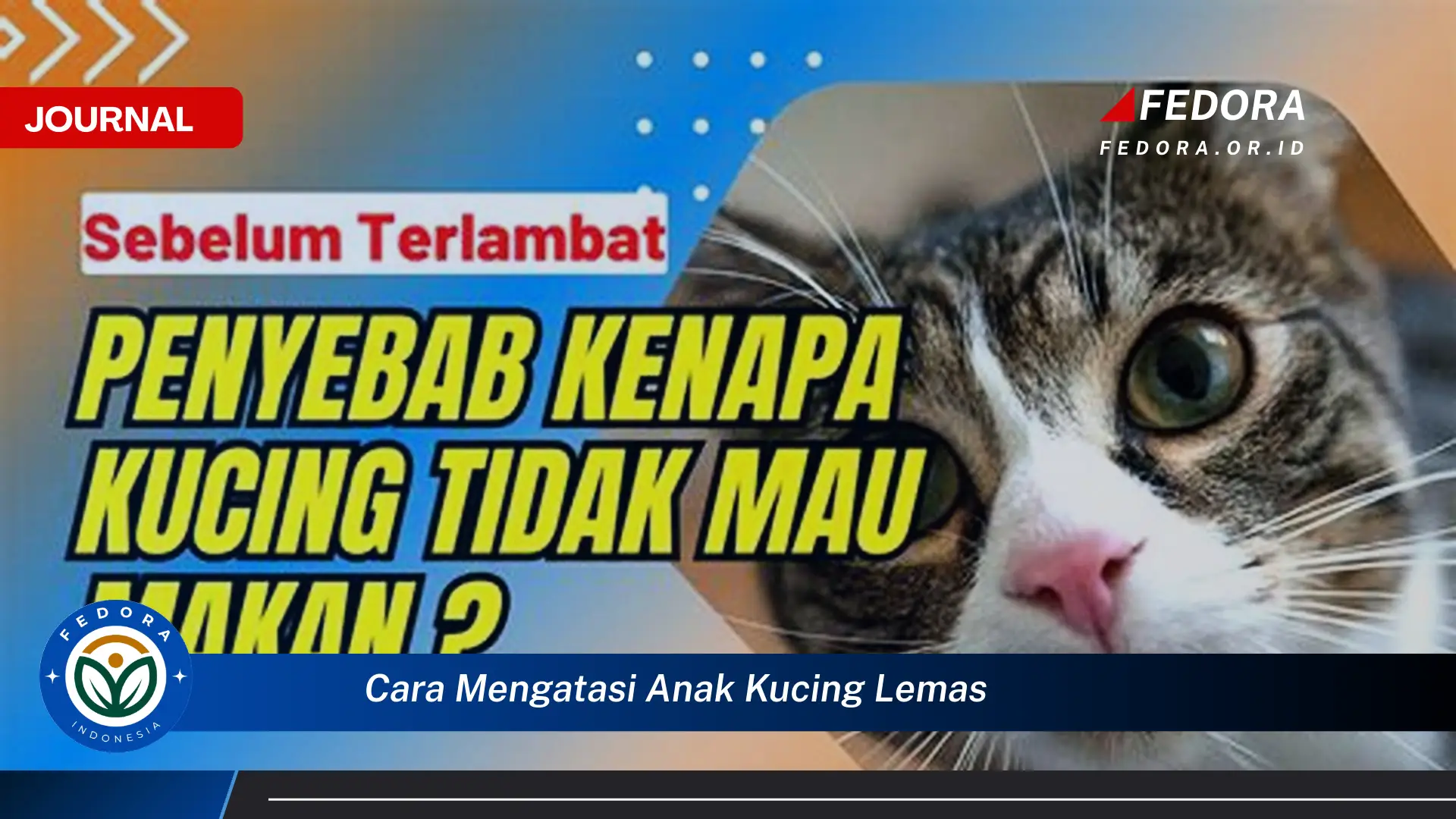Ketahui Cara Mengatasi Anak Kucing Lemas dan Menyelamatkannya