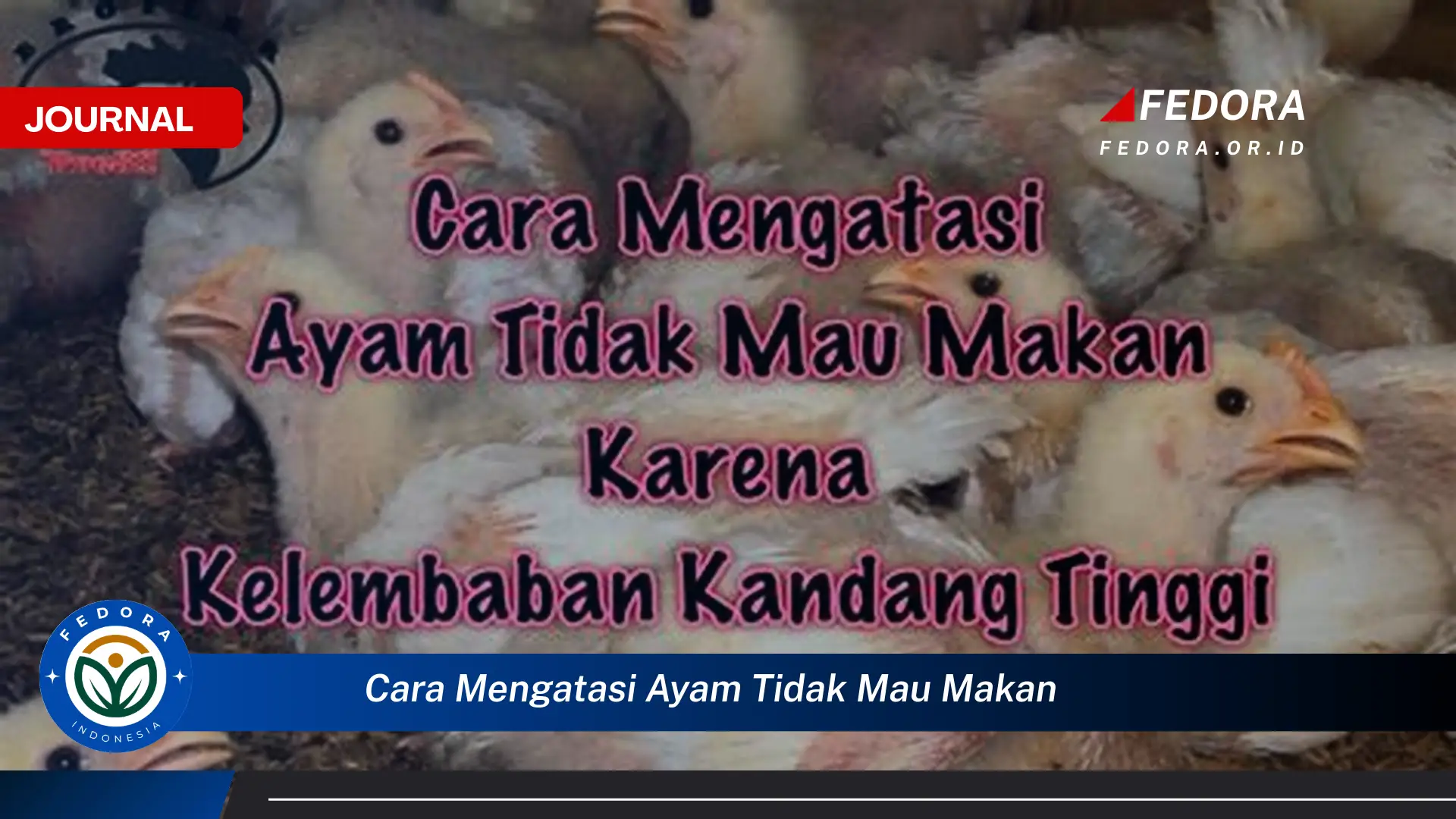 Ketahui Cara Mengatasi Ayam Tidak Mau Makan dan Mengembalikan Nafsu Makannya