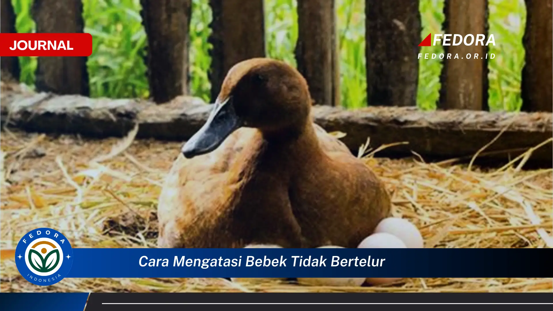 Ketahui Cara Mengatasi Bebek Tidak Bertelur dan Meningkatkan Produktivitas Ternak Anda