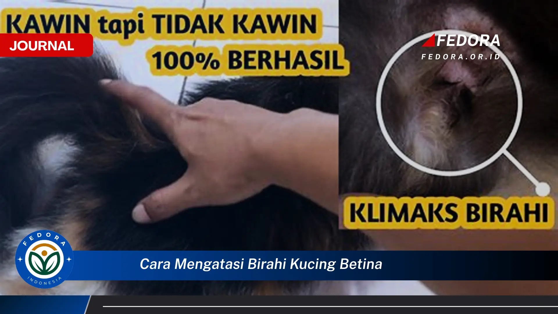 Ketahui Cara Mengatasi Birahi Kucing Betina Secara Efektif dan Aman