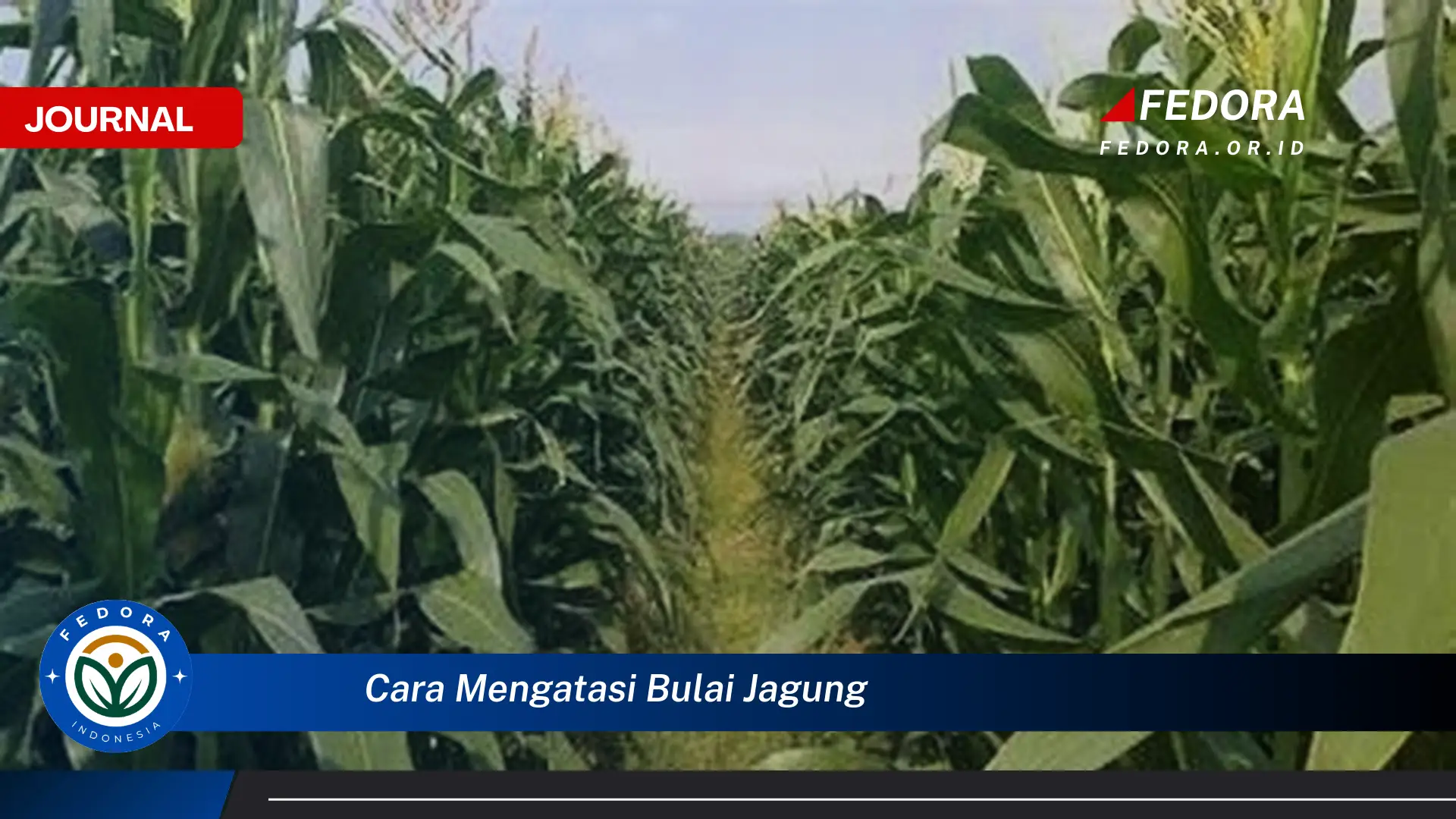 Inilah Cara Mengatasi Bulai Jagung, Panduan Lengkap untuk Petani
