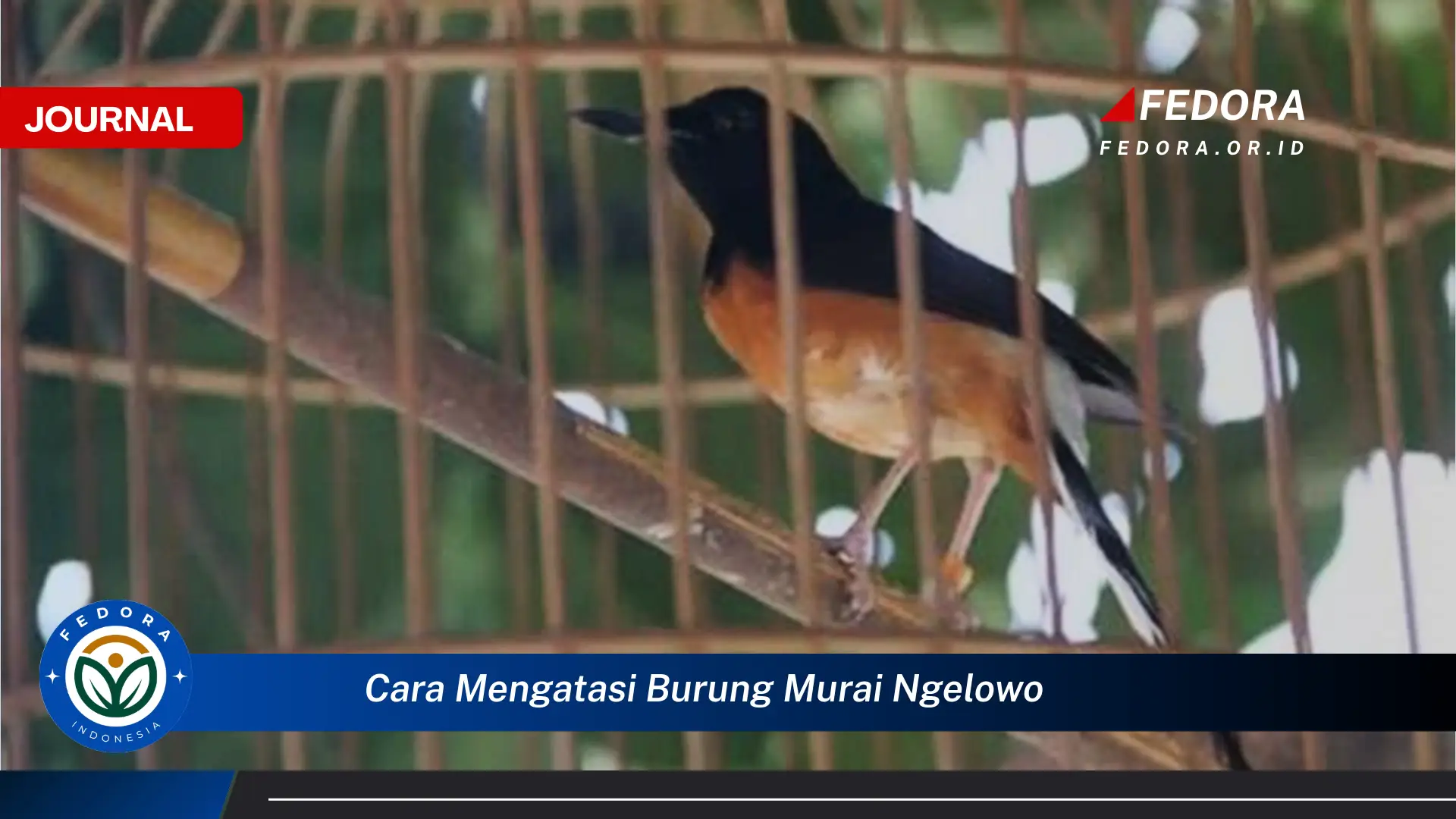 Ketahui Cara Mengatasi Burung Murai Ngelowo Secara Efektif dan Alami