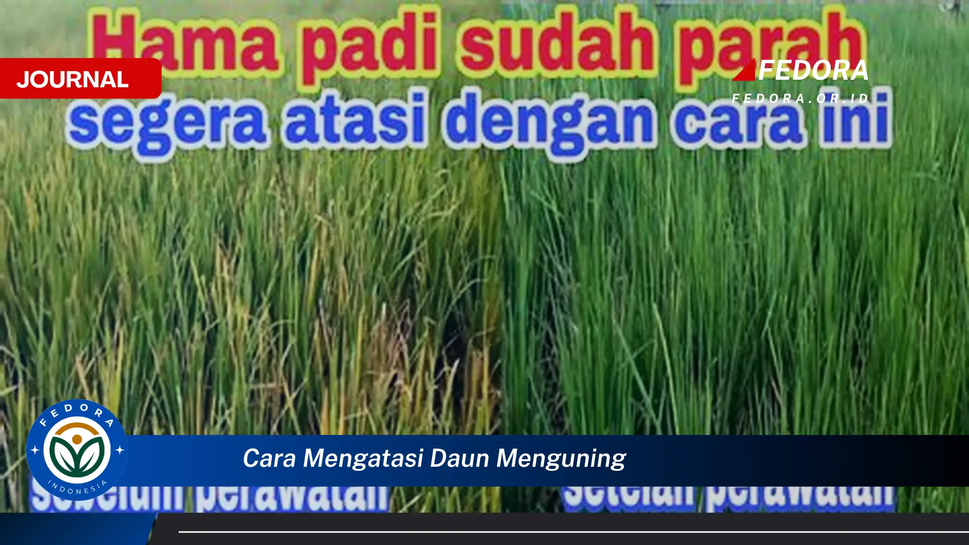Ketahui Cara Mengatasi Daun Menguning dengan Cepat dan Efektif Ketahui Cara Mengatasi Daun Menguning dengan Cepat dan Efektif