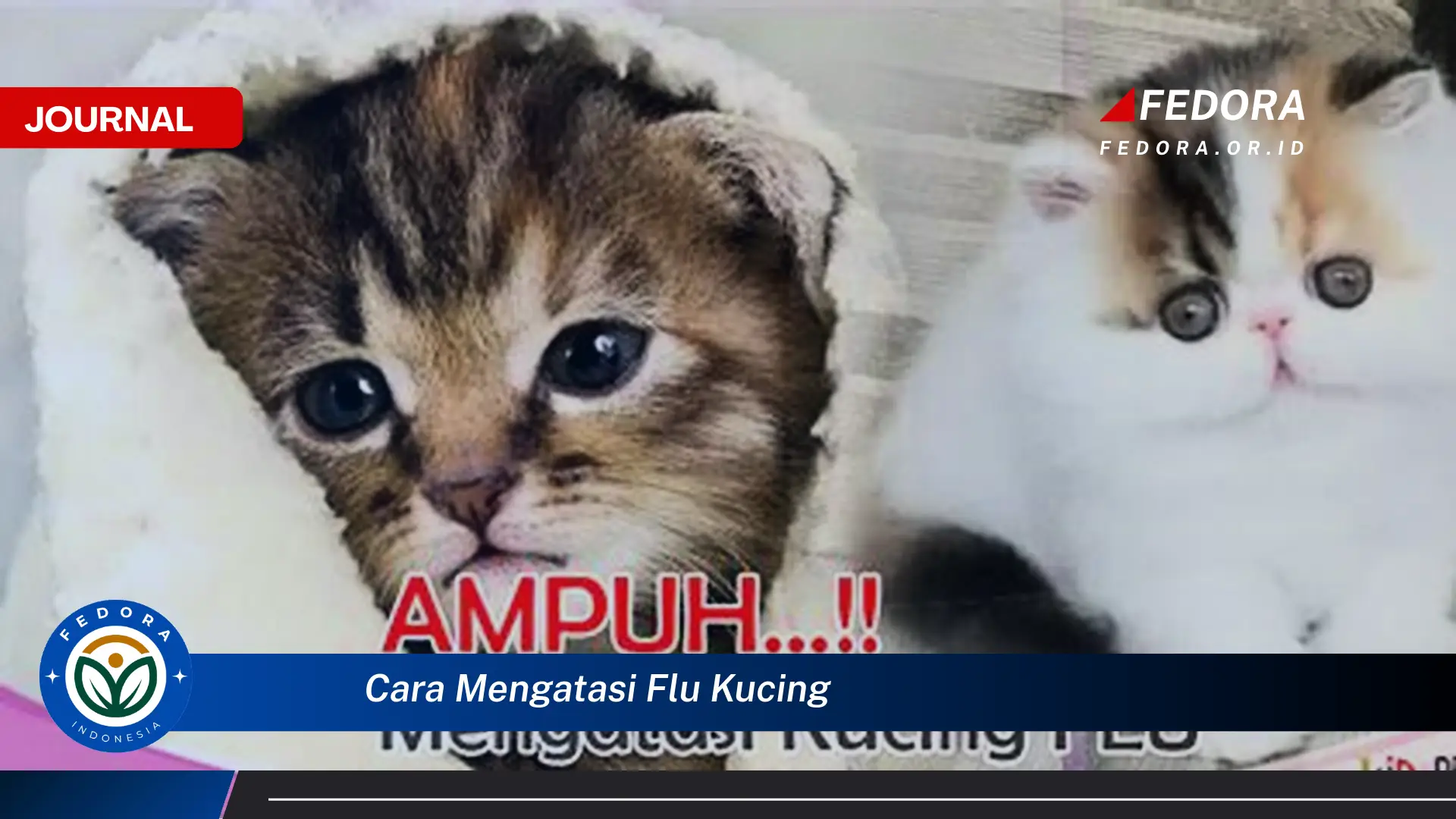 Ketahui Cara Mengatasi Flu Kucing dengan Cepat dan Efektif