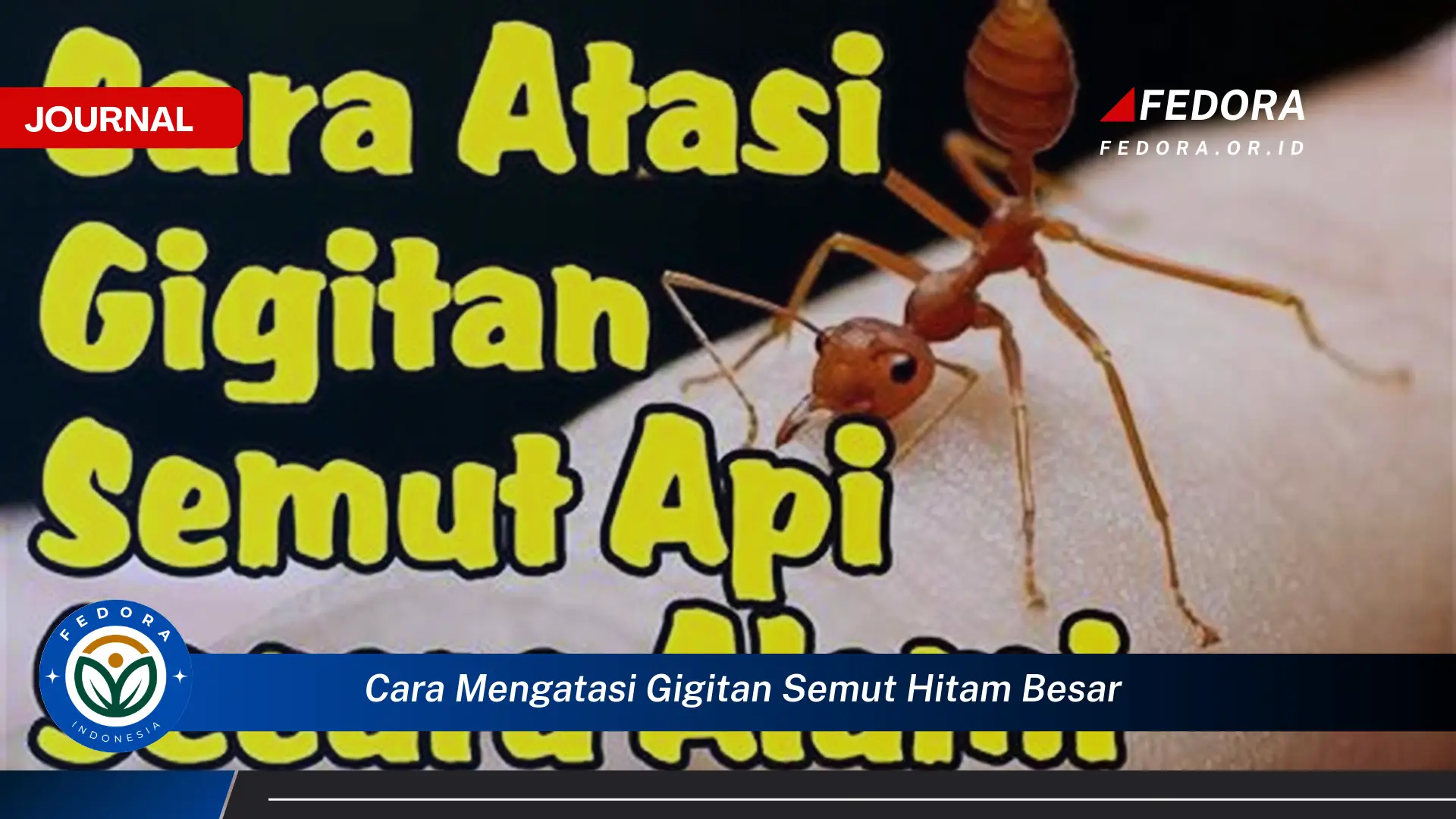 Ketahui Cara Mengatasi Gigitan Semut Hitam Besar Secara Efektif dan Alami