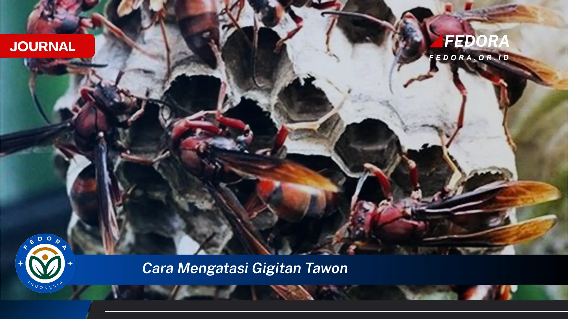 Ketahui Cara Mengatasi Gigitan Tawon, Pertolongan Pertama dan Pencegahan