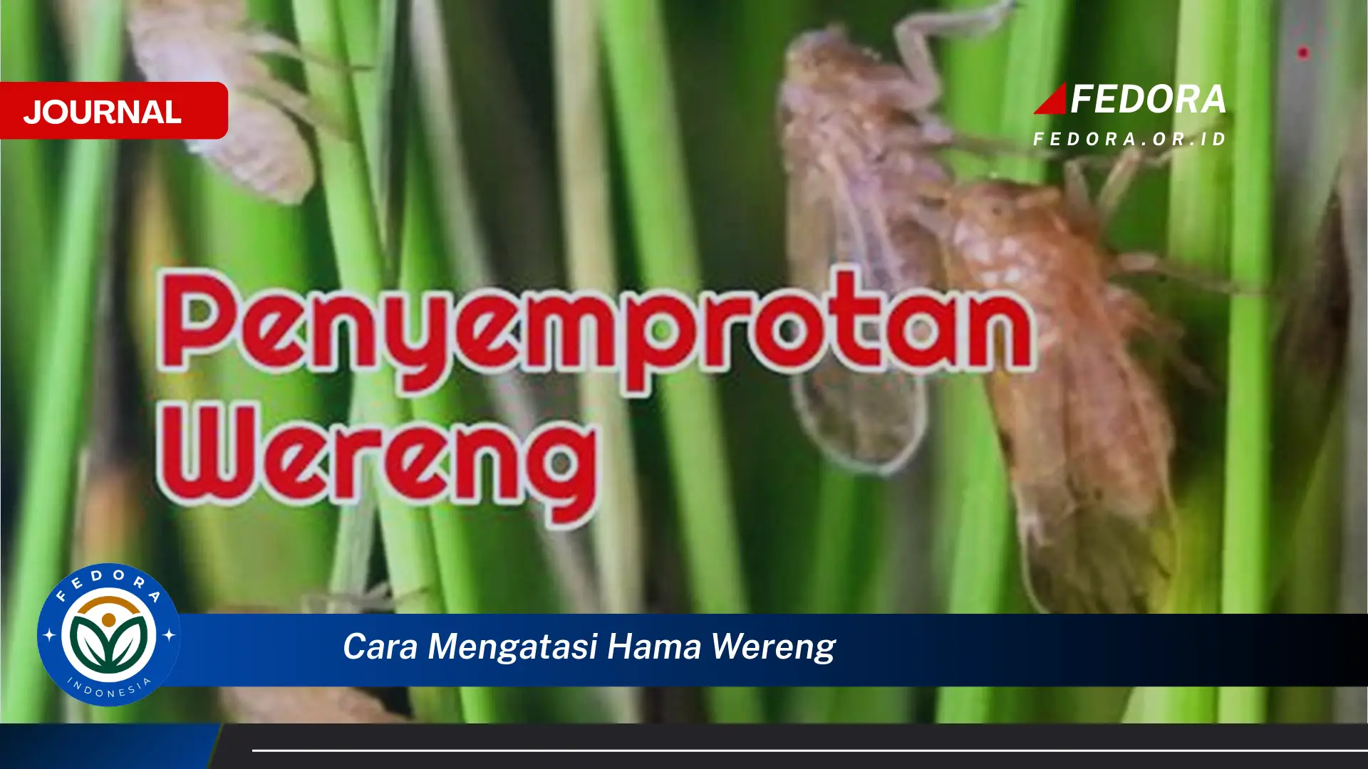 Ketahui Cara Mengatasi Hama Wereng Secara Efektif dan Alami