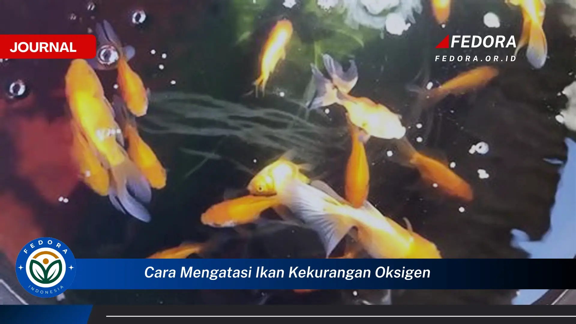 Ketahui Cara Mengatasi Ikan Kekurangan Oksigen dengan Cepat dan Efektif