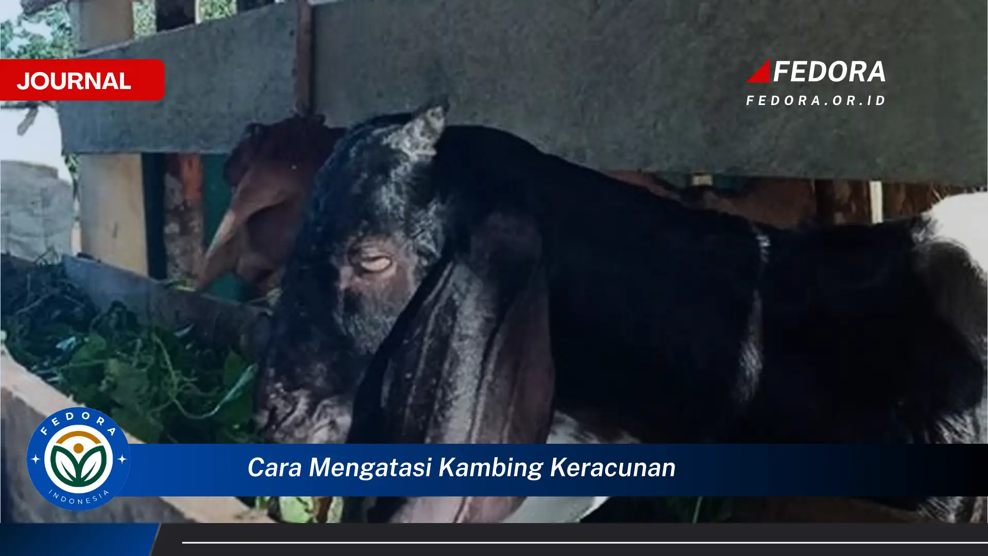 Ketahui Cara Mengatasi Kambing Keracunan Secara Cepat dan Efektif Ketahui Cara Mengatasi Kambing Keracunan Secara Cepat dan Efektif