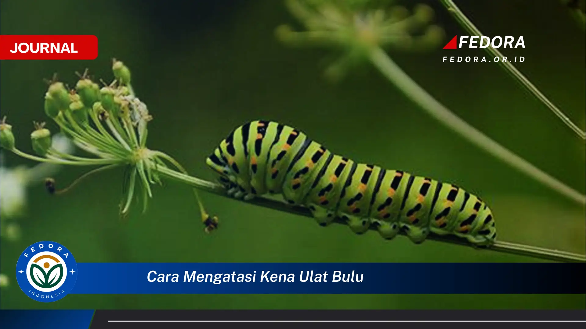 Ketahui Cara Mengatasi Kena Ulat Bulu dengan Cepat dan Aman