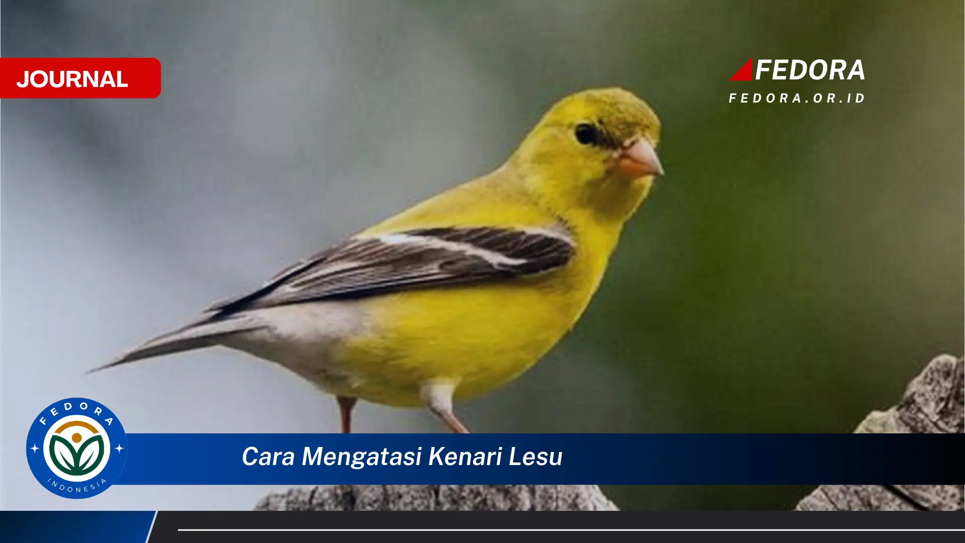 Ketahui Cara Mengatasi Kenari Lesu Secara Efektif dan Cepat