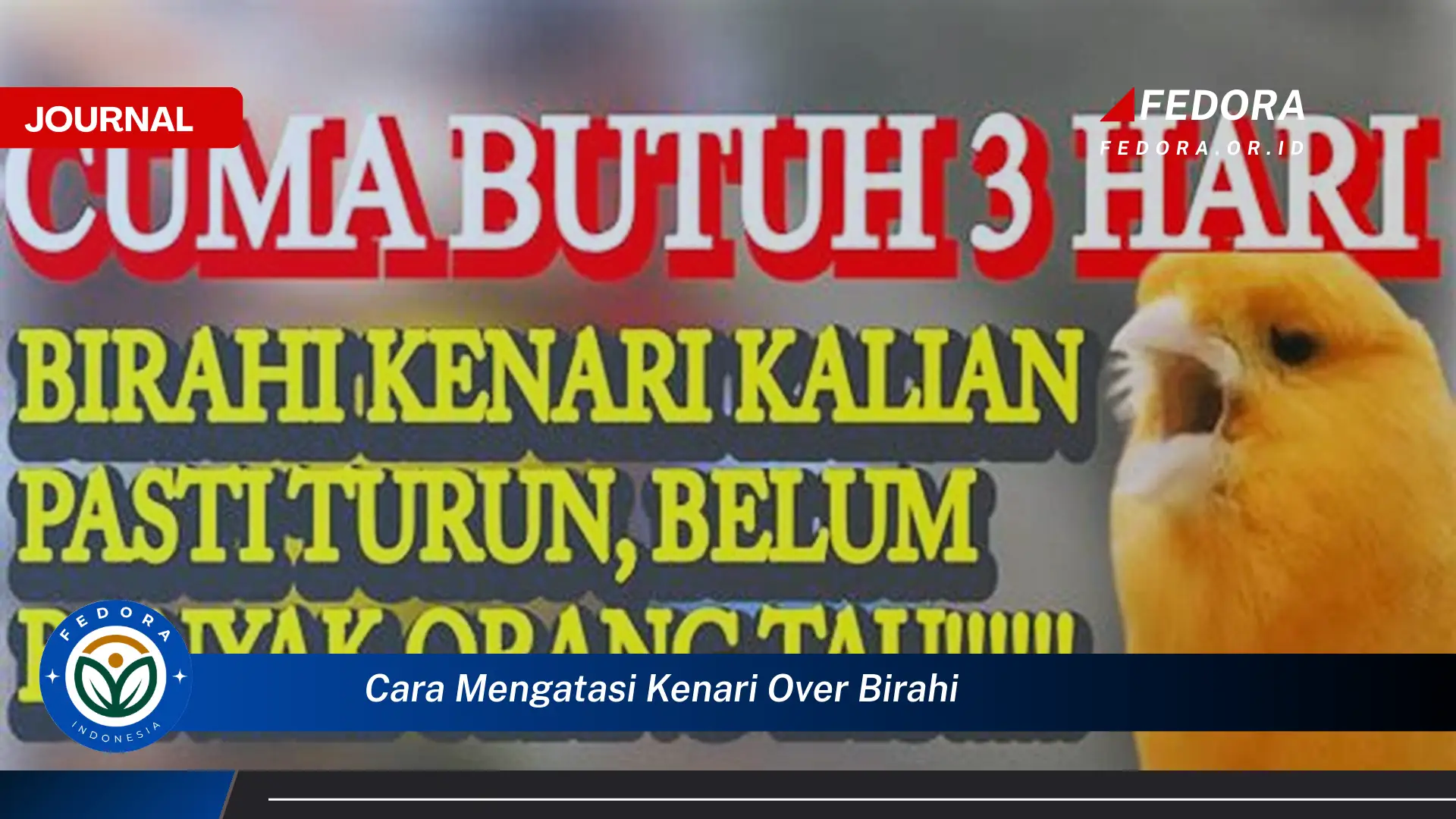 Ketahui Cara Mengatasi Kenari Over Birahi Secara Efektif dan Alami