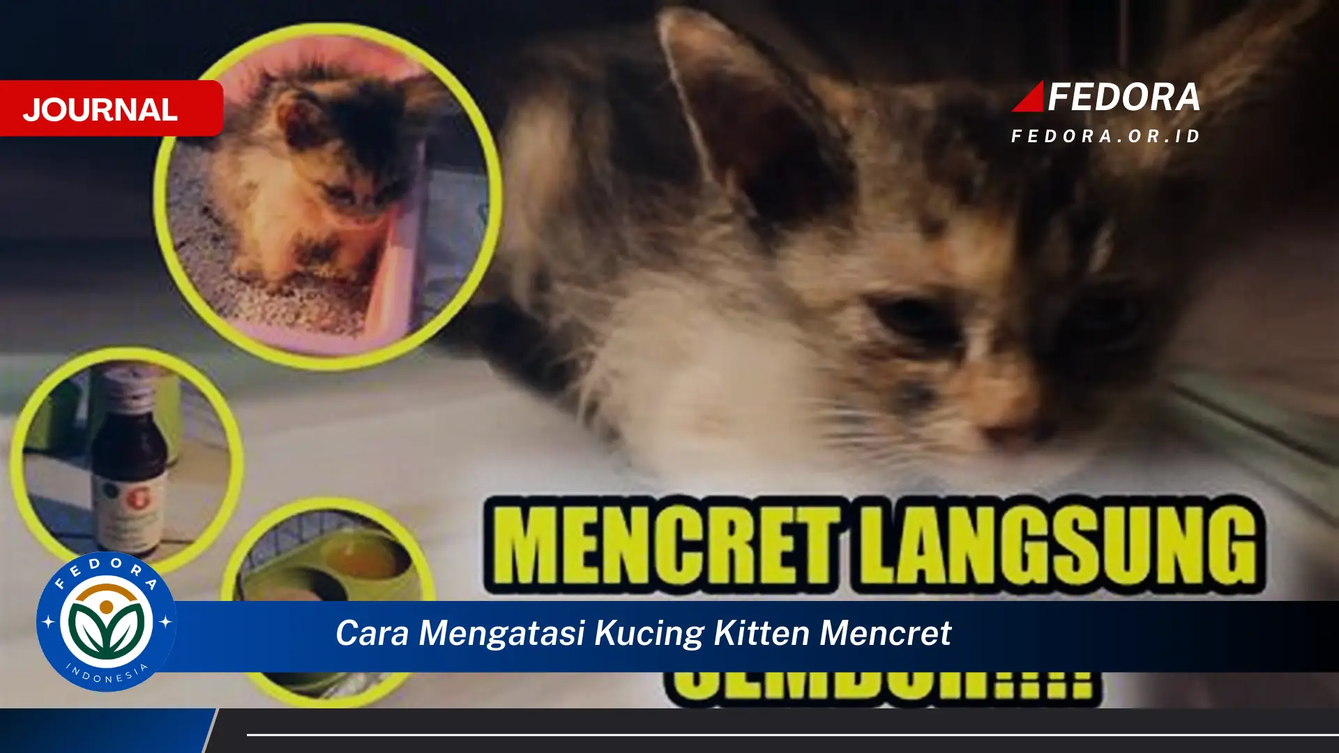 Ketahui Cara Mengatasi Kucing Kitten Mencret dengan Cepat dan Aman