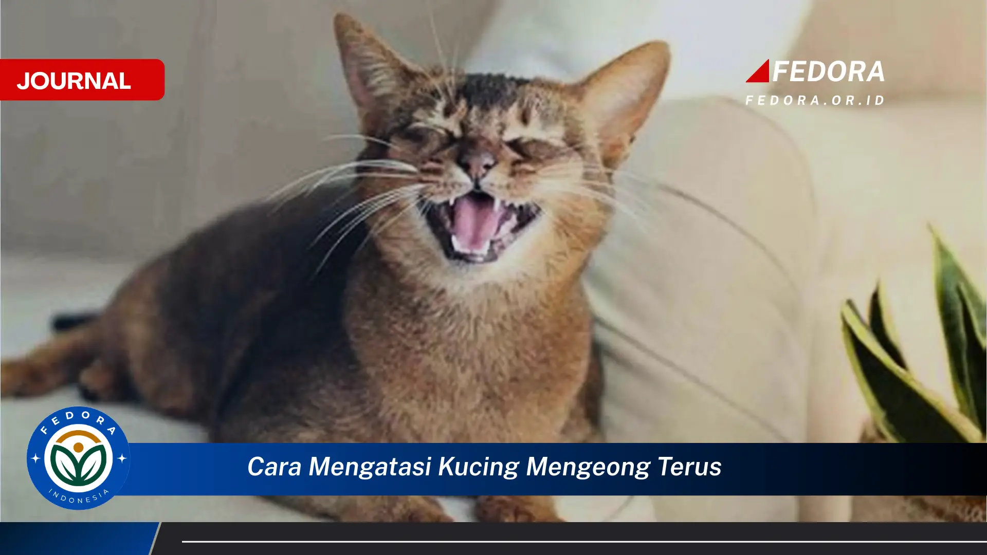 Ketahui Cara Mengatasi Kucing Mengeong Terus, Solusi Ampuh dan Penyebabnya