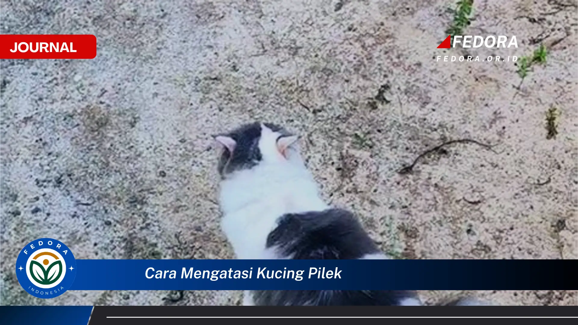 Temukan Cara Mengatasi Kucing Pilek di Rumah dengan Mudah