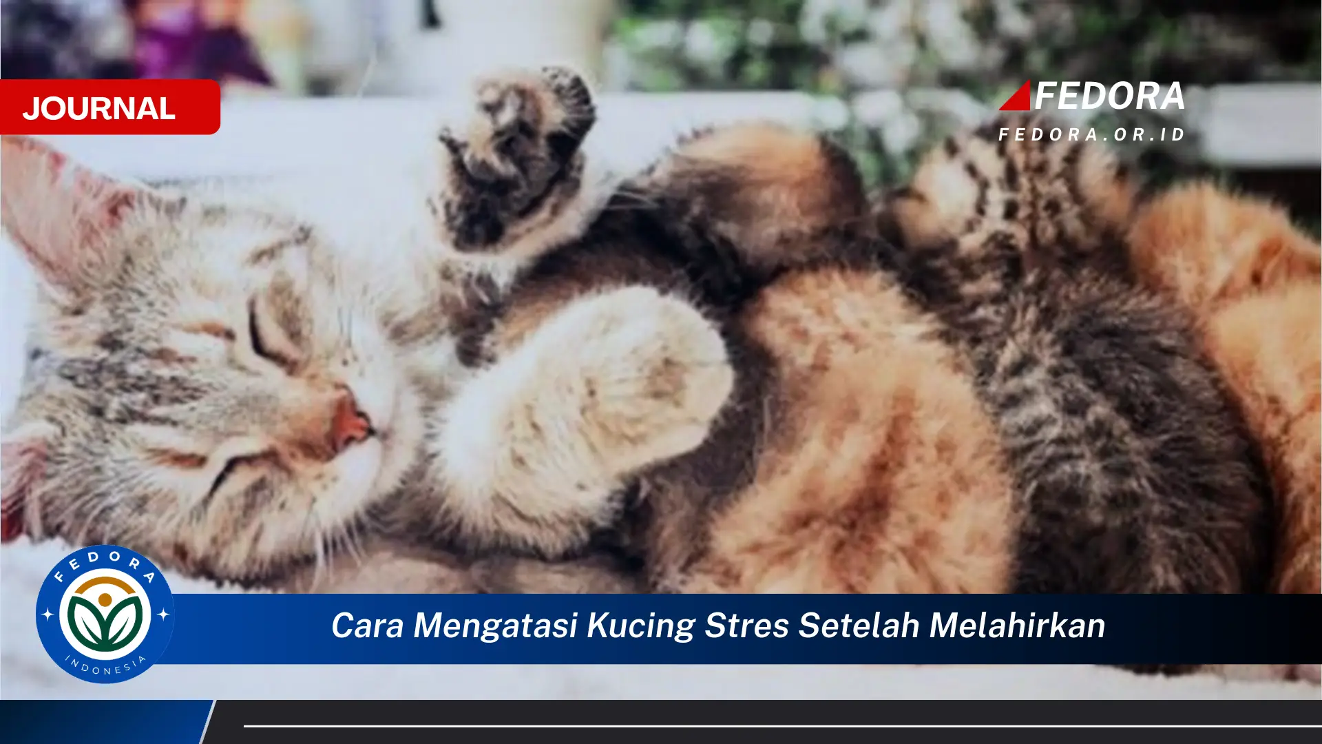 Ketahui Cara Mengatasi Kucing Stres Setelah Melahirkan dan Membantu Pemulihannya Ketahui Cara Mengatasi Kucing Stres Setelah Melahirkan dan Membantu Pemulihannya