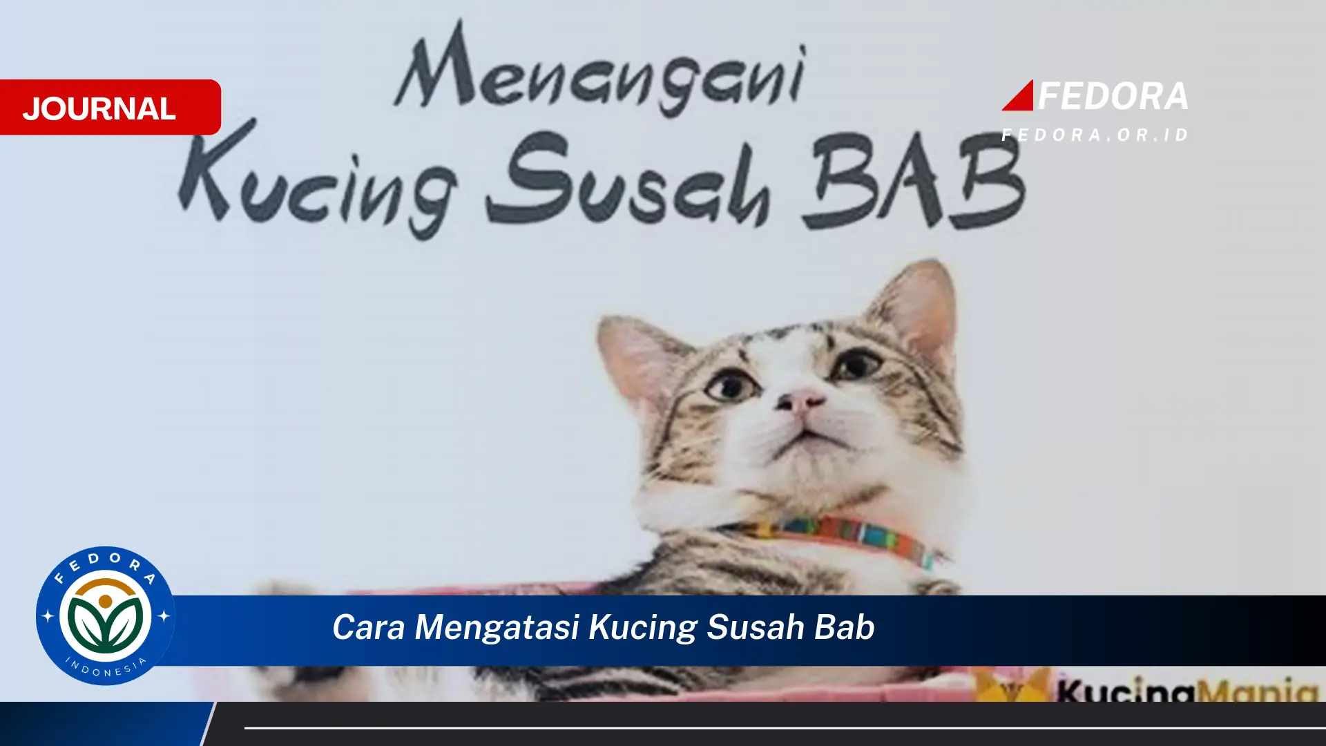 Ketahui Cara Mengatasi Kucing Susah BAB, Panduan Lengkap dan Efektif