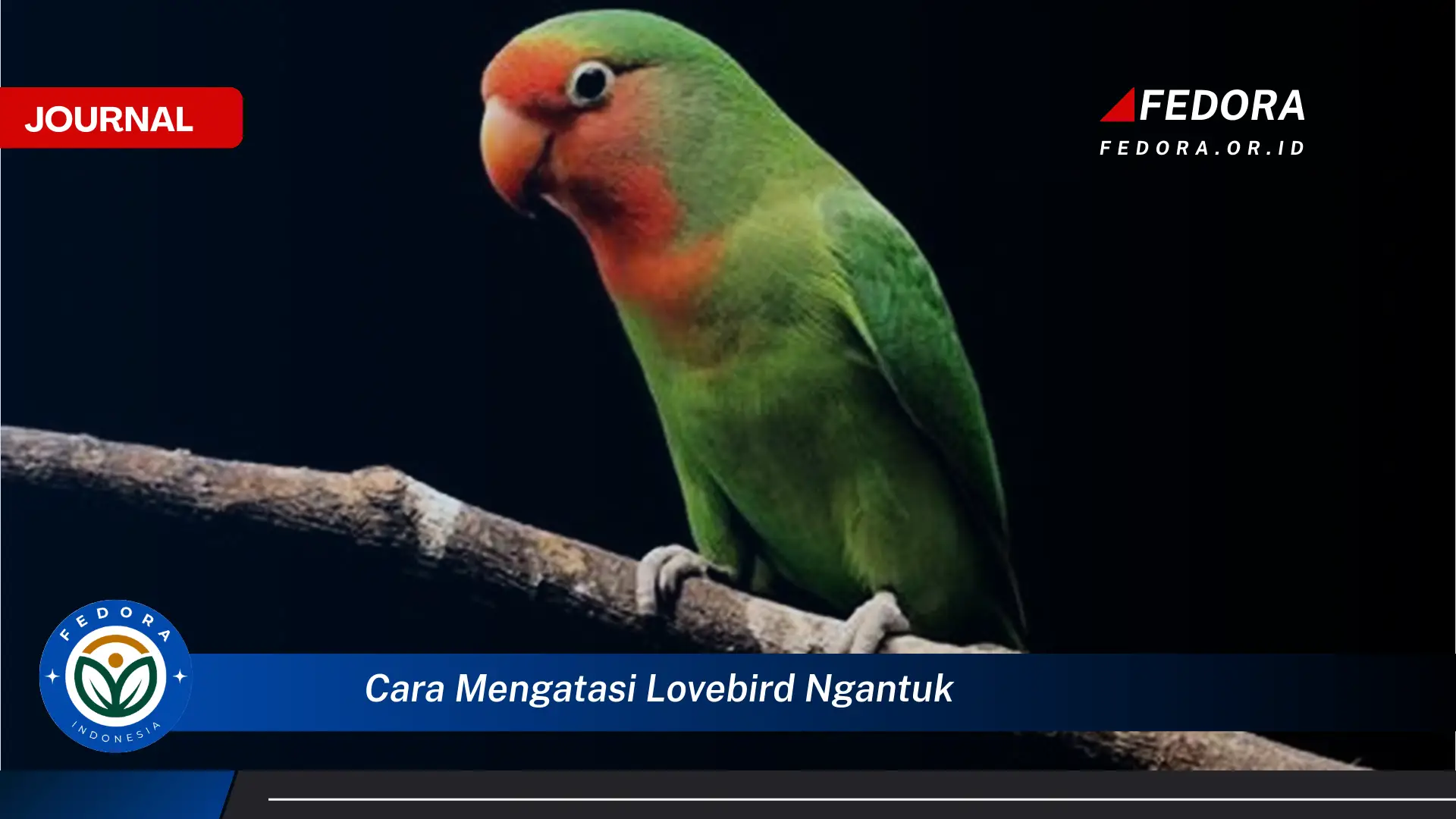 Ketahui Cara Mengatasi Lovebird Ngantuk dan Mengembalikan Keceriaannya