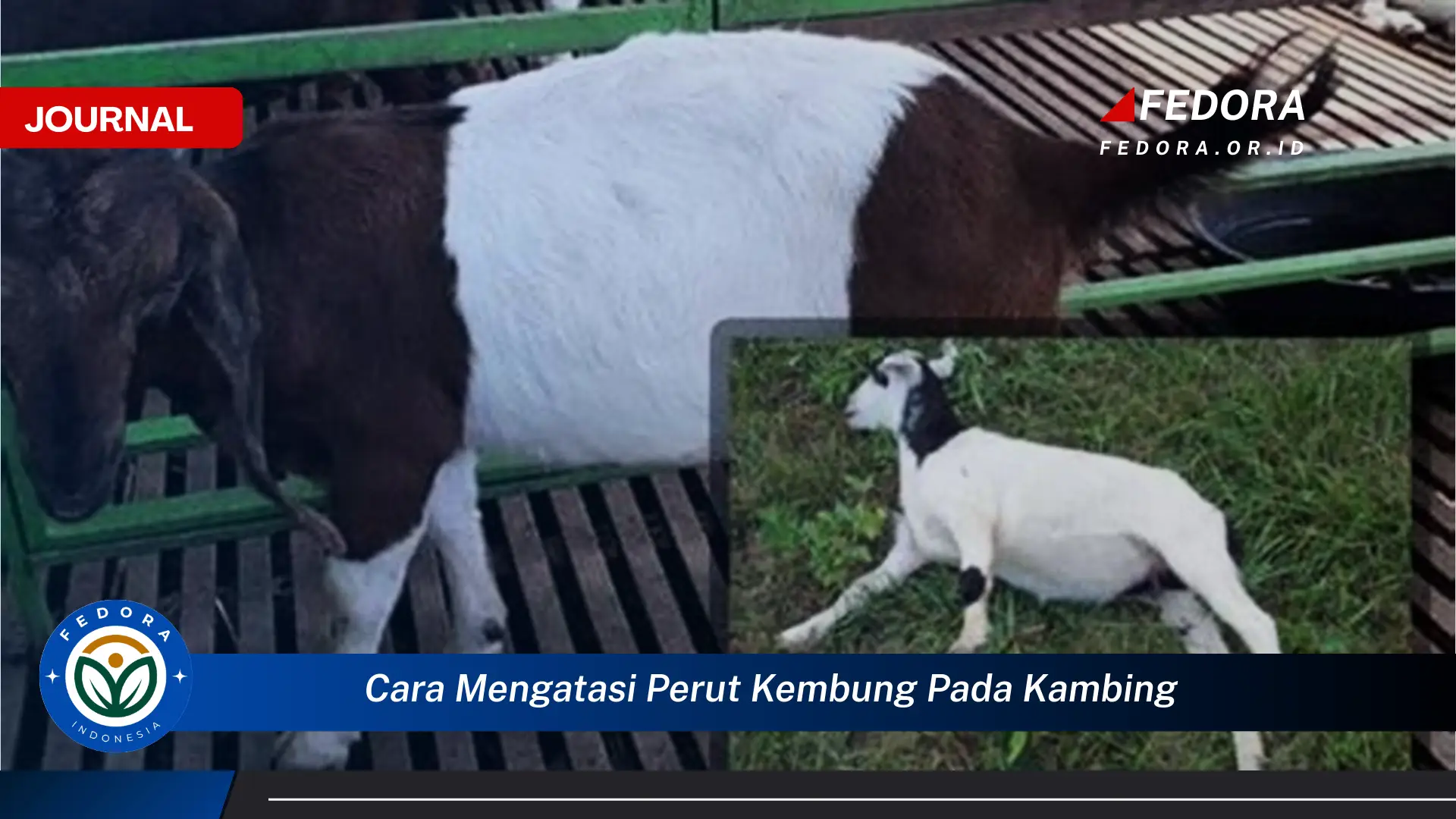 Ketahui Cara Mengatasi Perut Kembung pada Kambing Secara Efektif dan Alami Ketahui Cara Mengatasi Perut Kembung pada Kambing Secara Efektif dan Alami