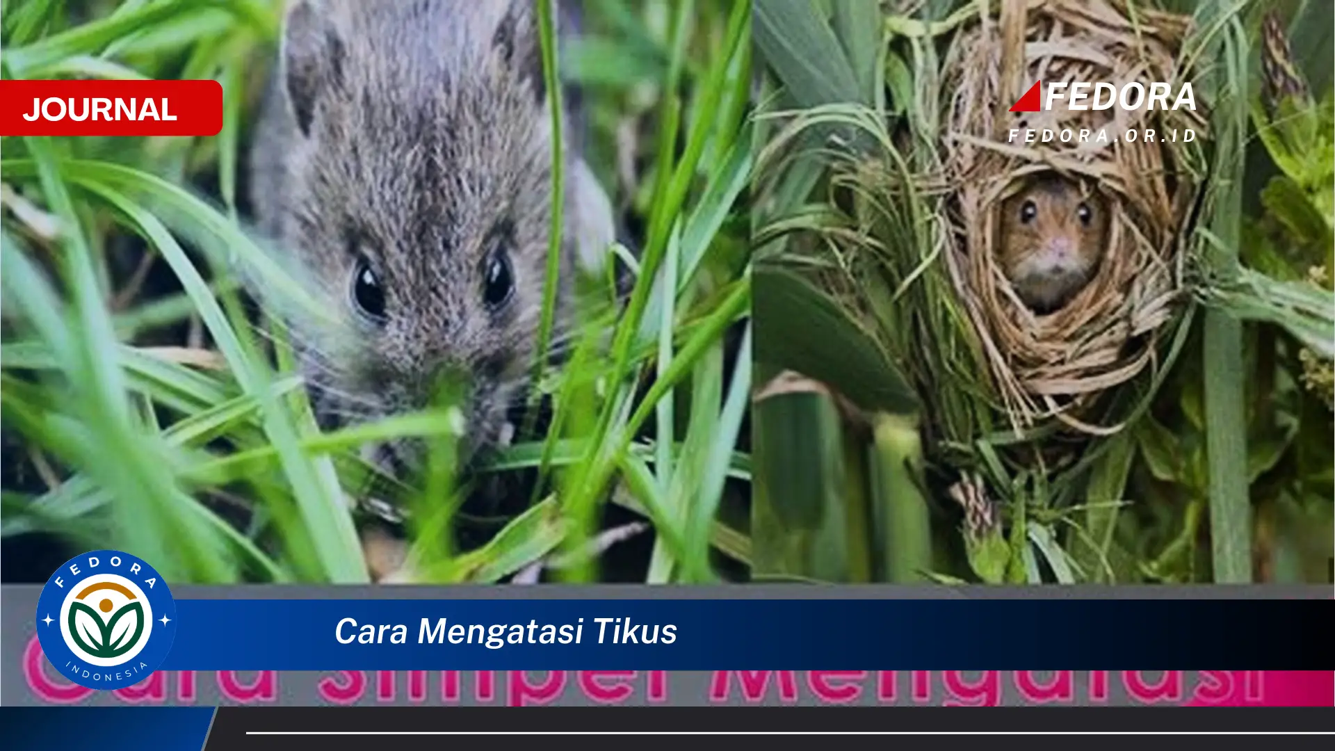 Ketahui Cara Mengatasi Tikus di Rumah Secara Ampuh dan Cepat